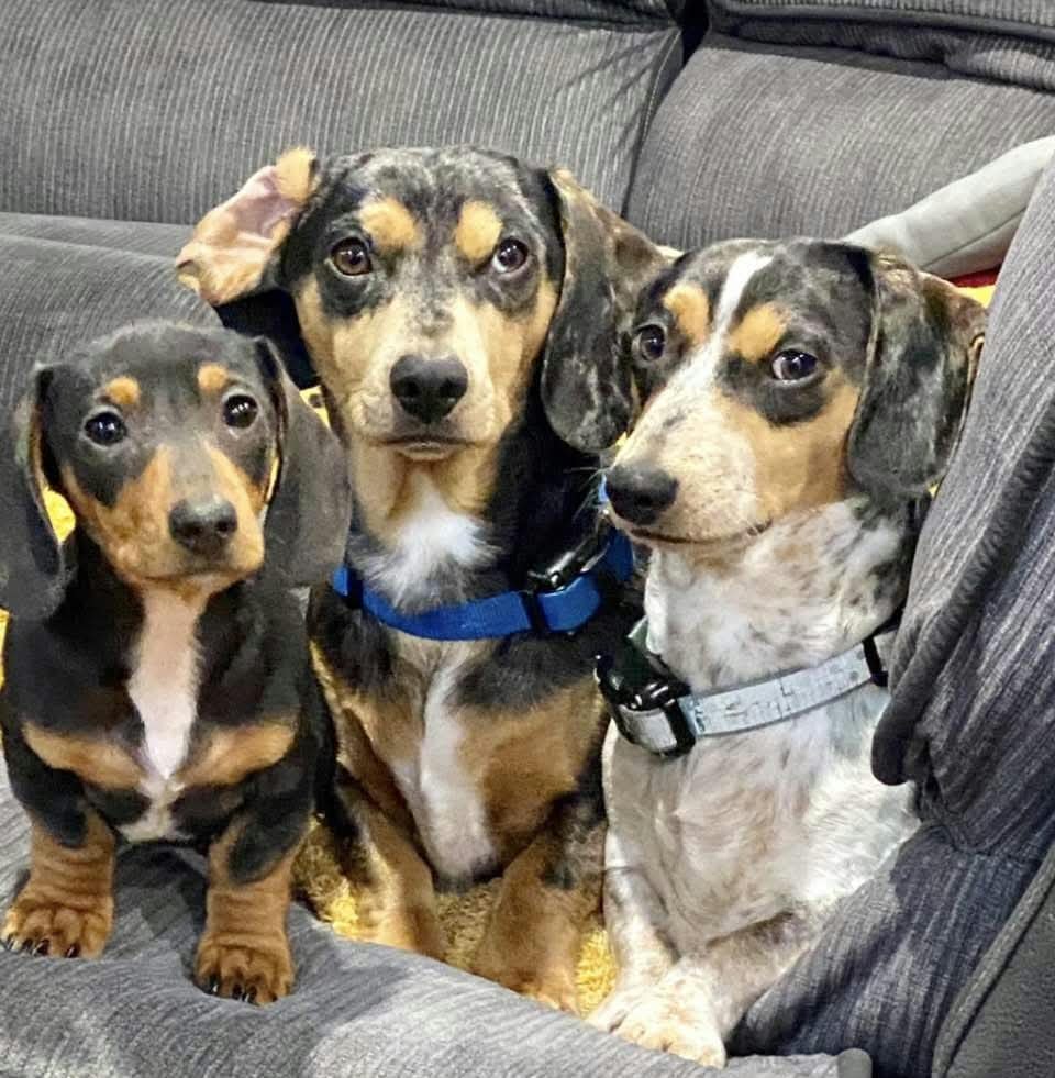Multiple Pets in a Portrait from Your Photo