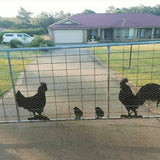 Chicken Family